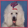 Fabulous Poodles